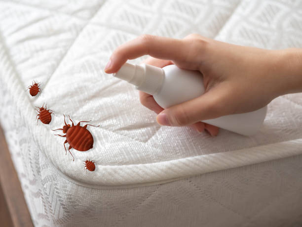 Best Bed Bug Extermination  in Patton Village, TX